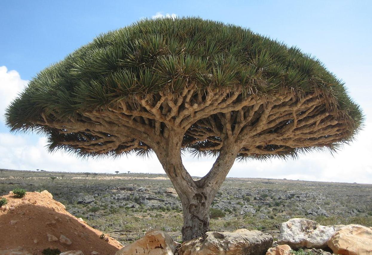  Yemeni Socotra.. Under the UAE Occupation